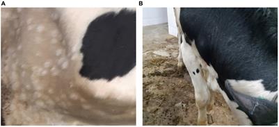 Subclinical infection caused by a recombinant vaccine-like strain poses high risks of lumpy skin disease virus transmission